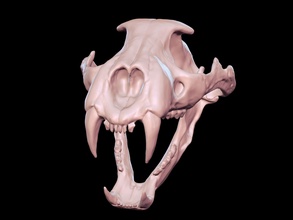 león cráneo anatomía animal cabeza zoo cara arte 3d esculturas dientes estatua nómada modelado 3dprint tigre gato salvaje puma juguete juegos juguetes 3d print model - Mito3D