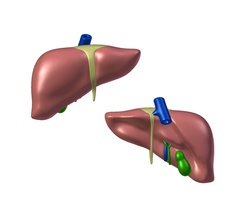 karaciğer 3d baskı anatomi yazıcı biyoloji bilim 3d print model - Mito3D