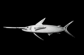 low poly 2d pez vela oceano río jack mar tiburón perca pescar barco arte monedas insignias imán plata escafandra autónoma dolfín aguja 3d print model - Mito3D