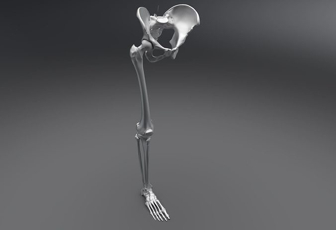 inférieur squelette articulé anatomie corps squelettique ostéologie Humain médical précis système analyse réplique science biologie bassin jambe membre fémur tibia fibule 3D print model - Mito3D