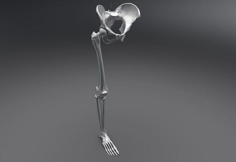 lower skeleton articulated anatomy body skeletal osteology human medical accurate system scan replica science biology pelvis leg limb femur tibia fibula 3d print model - Mito3D