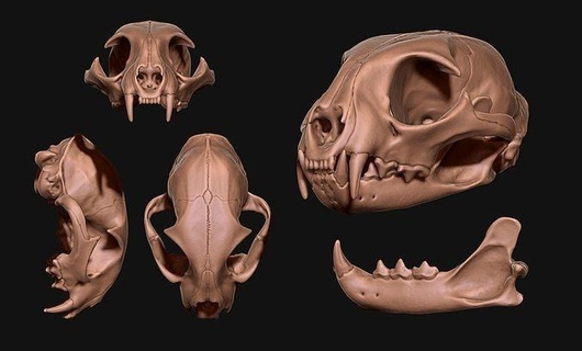 Lynx rufus rouge crâne cnc OS bijoux tête anatomie squelette morte mort animal science métal miniatures biologie or argent figurines félin chat lynx 3d print model - Mito3D