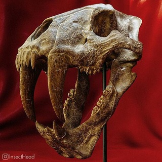 machairodus kılıç dişli kedi kafatası nesli tükenmiş müze hayvanlar tarih öncesi yaratık hayvan eski Bilim Biyoloji paleontoloji kaplan gülümseme 3d print model - Mito3D