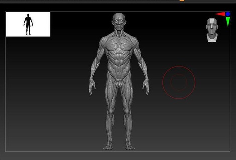 männlich Anatomie 3d drucken bereit detailliert Modell Charakter Körper realistisch Kunst Skulpturen 3d print model - Mito3D