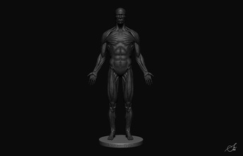male anatomy figure ecorshe ecorche man muscles bones realistic zbrush human body character statue 3dprint high poly details realism science 3d print model - Mito3D