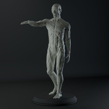 male anatomy study 3d printing body human figure print printable face zbrush character posed scientific medical posture man clay turntable muscle bone sculpt science biology 3d print model - Mito3D