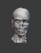 crânio cervical coluna modelo anatomia cabeça homem perfil personagem escultura estátua vértebra estude fisio médico medicamento esqueleto cara 3dprint ciência biologia 3d print model - Mito3D