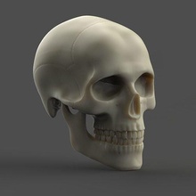 masculino crânio humano anatomia esqueleto osso morto dentes cabeça corpo ciência morte escultura estátua biologia 3d print model - Mito3D