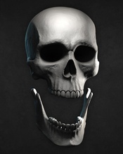 masculino cráneo 3d impresión 3dprint anatomía dientes mandíbula esqueleto escultura ciencias muerte huesos cabeza zbrush modelo personaje víspera santos biología 3d print model - Mito3D