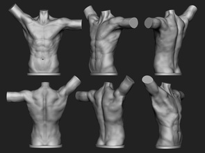 male torso malebody body anatomy 3dprinting statuette sculpture man reference zbrush printing art sculptures statue 3d print model - Mito3D