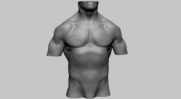 male torso character characters man human body anatomy zbrush sculpting 3dprint printable people realistic art sculptures 3d print model - Mito3D