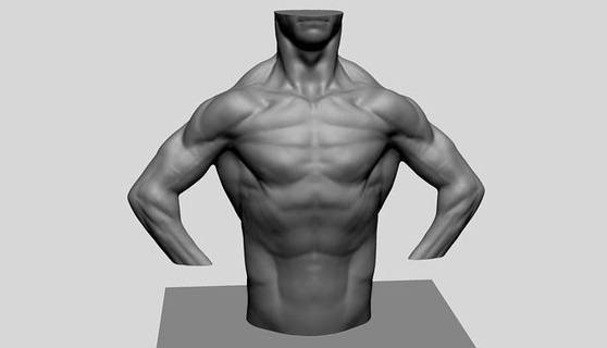 male torso v13 character characters body anatomy man human people realistic zbrush sculpting 3dprint printable art sculptures 3d print model - Mito3D