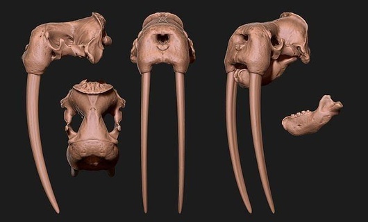 male walrus skull - cnc bone jewerly head anatomy skeleton animal science metal miniatures biology jewelry printable 3d print model - Mito3D