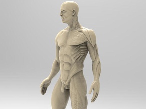 man anatomy art human character body science male muscle biology toy real realistic game statue sculptures 3d print model - Mito3D