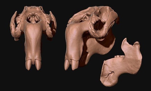 manati trichechus kafatası cnc kemik boynuz takı Odun baş anatomi iskelet ölü ölüm hayvan Bilim metal minyatürler Biyoloji mücevher altın matris gümüş kolye 3d print model - Mito3D