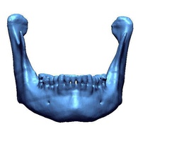 mandable science anatomy human real bone ct medical others mandible 3dbones anatomical models other 3d print model - Mito3D