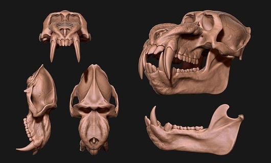 mandrille sphinx crâne cnc os bijoux bois tête anatomie squelette morte mort animal science métal miniatures biologie or matrice argent pendentifs figurines 3d print model - Mito3D