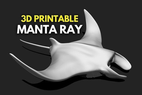 manta ışın mantalar 3d Yazdır akvaryum mantaray 3dprint yazdırılabilir okyanus deniz Deniz yaşamı balık oşinografi Biyoloji doğa su kabuk mercan kabuğu denizyıldızı Sanat heykeller 3d print model - Mito3D