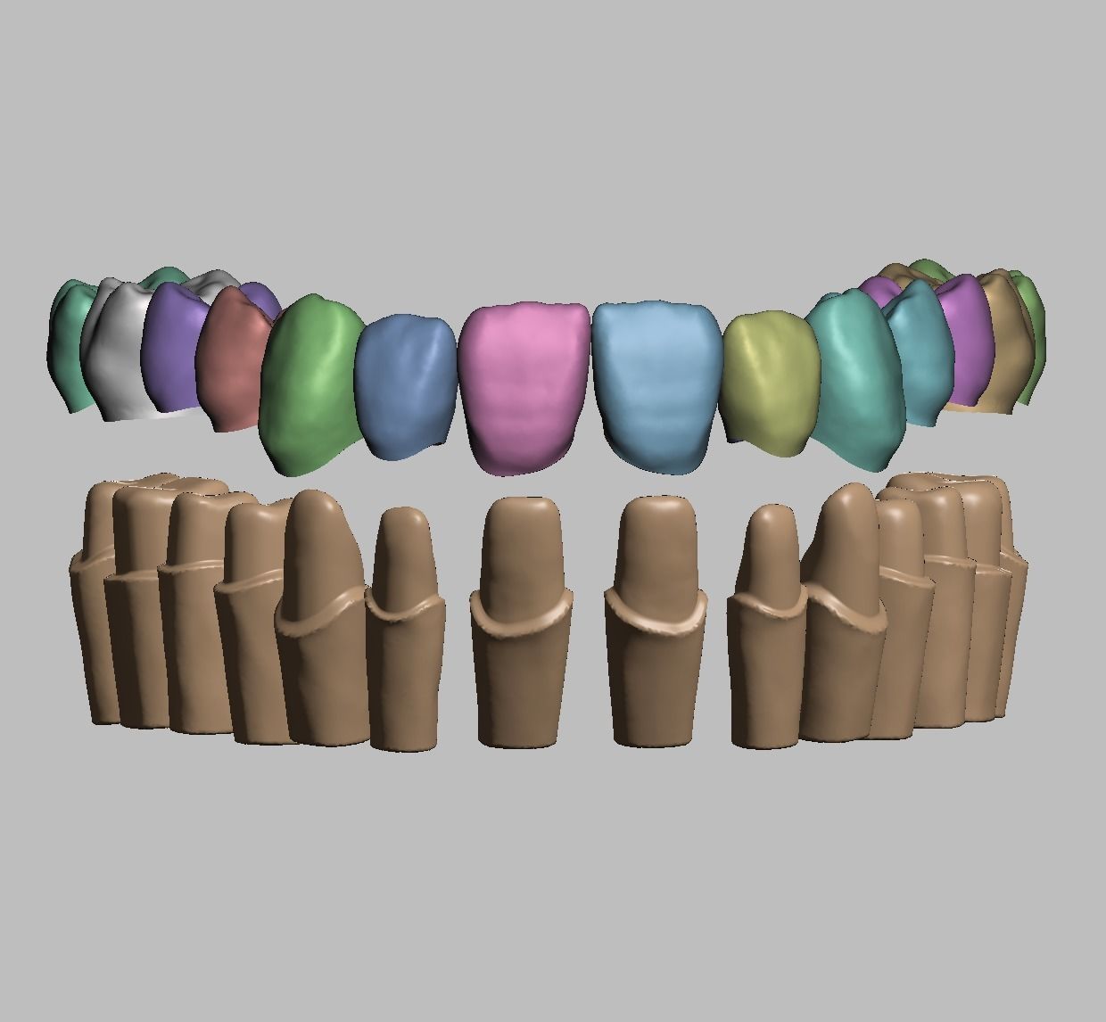 maksiller diş model hazır ölür taçlar ağız anatomi hekimliği doktoru çene bilim biyoloji 3D print model - Mito3D