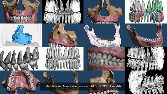 maxillary mandibular dental model full set teeth anatomy biology dentistry science anatomical tooth dent bone root canal 3d print model - Mito3D