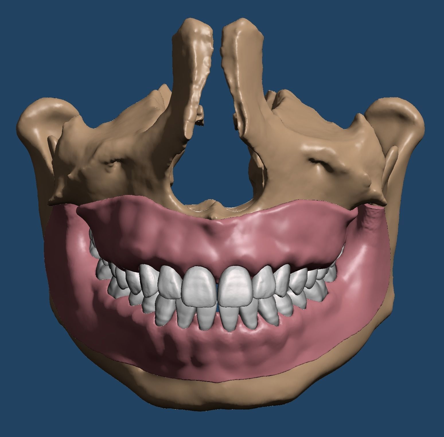 maxillary mandibular dental models anatomical teeth bone anatomy jaw science skull tooth maxillar dentistry dentaltechnology biology 3D print model - Mito3D