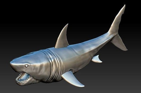 megalodon 3d yazdır model köpekbalığı su yırtıcı okyanus deniz balina katil doğa saldırı mide dev miyosen orca carcharodon balık diş büyük hobi kendin yap 3d print model - Mito3D