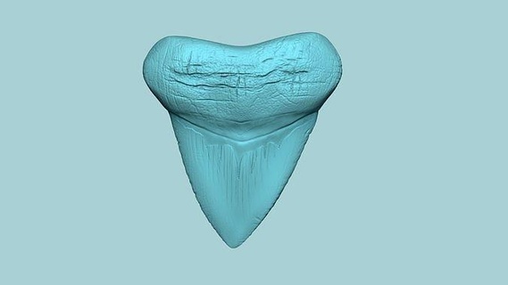 megalodon tooth - jurassic fossile real size stl shark archeology archaeology bone teeth craft handcraft fossil old damaged mythology skull otodus printable print printer art 3d print model - Mito3D