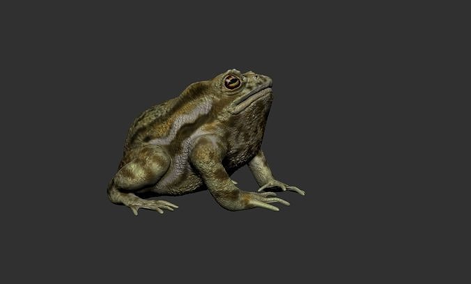 modell kröte frosch reptil amphibie tierwelt natur tier isoliert biologie chamäleon wissenschaft 3D print model - Mito3D