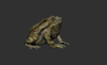 model toad frog reptile amphibian wildlife nature animal isolated biology chameleon science 3d print model - Mito3D