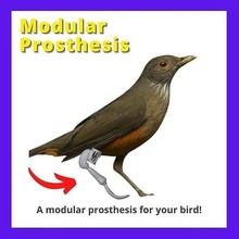 modular prothese vogel tier fliege niedlich universal erweitert hund pfote wissenschaft biologie 3d print model - Mito3D