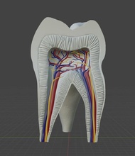 molar tooth - anatomical cross teeth dentistry science medicine anatomy vessels histology decoration enamel mouth dentition dentin pulp 3dprint education biology 3d print model - Mito3D