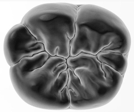 molar zahn 3d drucken drucken exocad kiefer prining anatomie 36 druckbar zähne wissenschaft biologie 3d print model - Mito3D