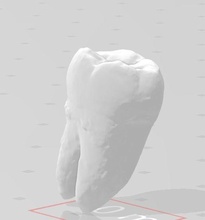 molar tooth teeth human science biology 3d print model - Mito3D