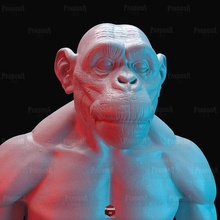 maymun anatomi Yazdır hayvan Afrika doğa yaratık orman Bilim Biyoloji 3d print model - Mito3D