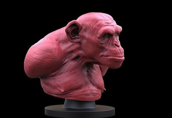 monkey bust ape chimp animal gorilla miniatures figurines beast nature creature anatomy statue art sculptures 3d print model - Mito3D