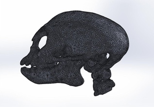 mono cráneo ct scan biología cerebro médico ciencias 3d print model - Mito3D