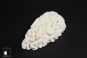 mri brain science medical anatomy body toy human other astronomy physics 3d print model - Mito3D