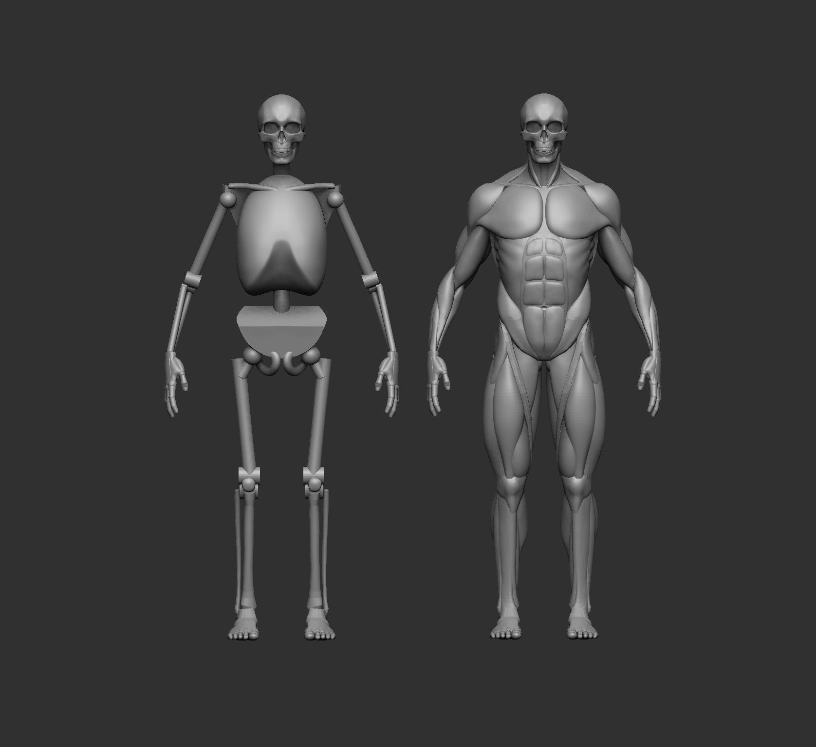 musculature simplifié anatomie référence humain corps muscles os squelette anatomique art sculptures musclé système squelettique insertion origine 3D print model - Mito3D