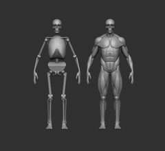kas sistemi basitleştirilmiş anatomi referans insan vücut kaslar kemikler iskelet anatomik sanat heykeller yerleştirme menşei 3d print model - Mito3D