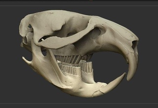 muskrat skull set scanned accurate skeleton high-poly printable animal bone 3dprinting science rat anatomy biology 3d print model - Mito3D