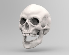 my skull teeth anatomy human head 3dprint bone jaws face fear body art sculptures dlp tooth medical 3d print model - Mito3D