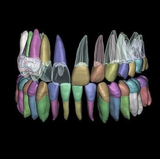 natural anatomia dentes raiz canal 2 peças dente esmalte boca dental dentista odontologia mandíbula dentina tecnologia dentária Ciência biologia 3d print model - Mito3D