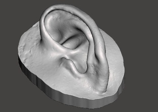 natural ear anatomy left side art microtia prosthesis sculpture body parts sculptures 3d print model - Mito3D