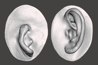 Natürliche Ohr-Anatomie mikrotie Wissenschaft Ohr Anatomie die Prothese : anaplastology MKG Skulptur Körper Kunst Biologie 3d print model - Mito3D