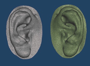 natural human ear anatomy 01 head face body anaplastology maxillofacial prosthesis science biology 3d print model - Mito3D