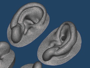 natural human ear anatomy 03 face prosthesis maxillofacial anaplastology art sculptures 3d print model - Mito3D
