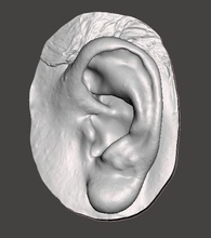 natural human ear anatomy left side art medical auricle prosthesis body science sculptures 3d print model - Mito3D