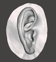 naturelle de l'homme anatomie l'oreille art l'anatomie médicaux la prothèse corps oreillette science sculptures 3d print model - Mito3D