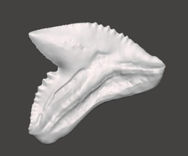 hai zahn haifischzahn natürlicher zahnanatomie kunst scannt repliken 3d print model - Mito3D