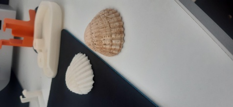 natural shell 3d seashell invertebrate nature art scans replicas 3d print model - Mito3D